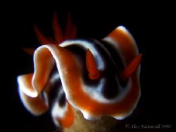 My favourite nudi shot from the last trip... night dive i... by Alex Tattersall 
